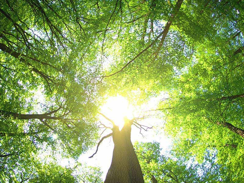 Nature